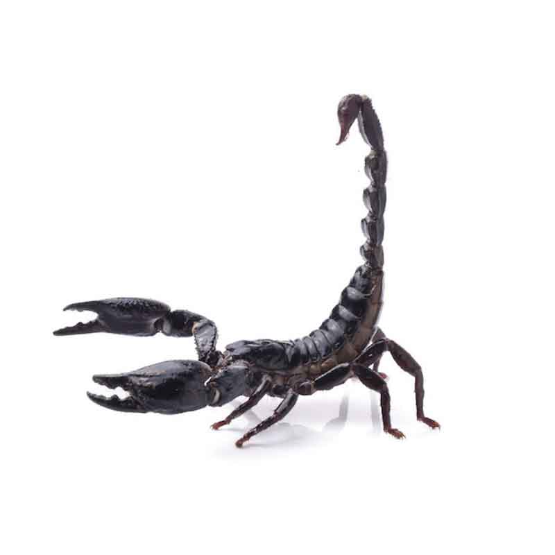 Oroscopo Naturale Scorpione